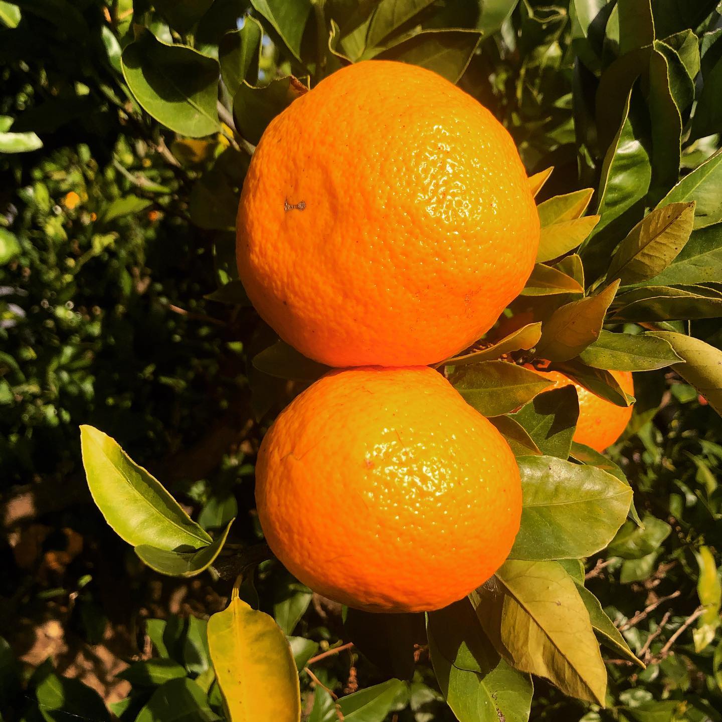 みかん狩りのみかんさんです(° ꈊ °)✧˖°オホッ!お店に持ってきたらよかったと後悔。土曜日あたりにもってこよーっと! 本日もOPENです #オタクbar