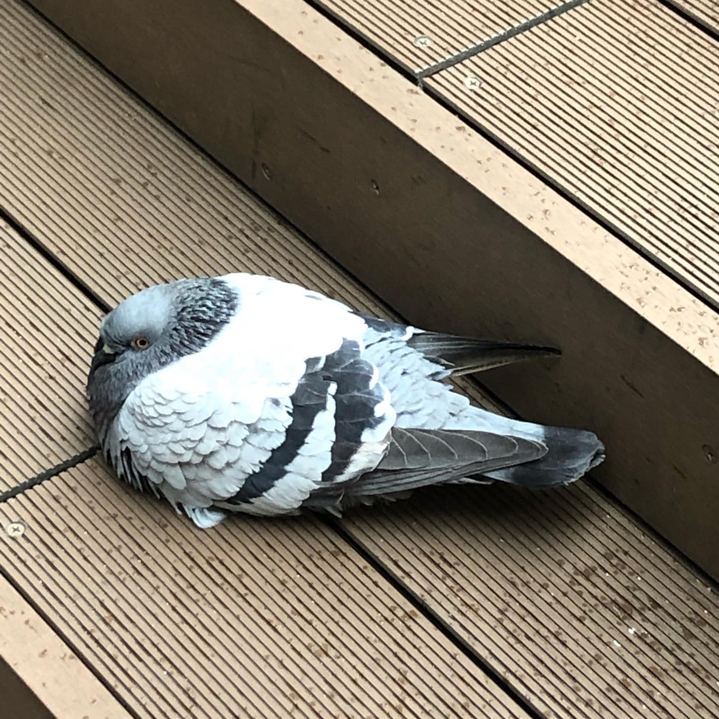 本日もオープン致しました(*´ω`*)週の真ん中水曜日ですが皆さんのお越しをお待ちしております☆(ゝω・)v #オタクバー