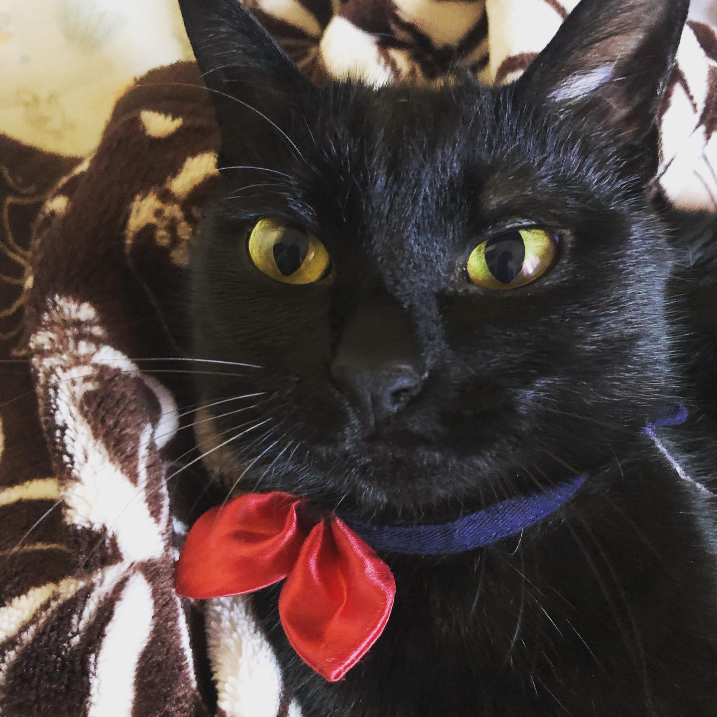 本日もオープンしております´・ᴗ・`気温も高くなりビールがおいしい季節となってきました!ビールもお店もひえひえでお待ちしております(´﹀`) #オタクバー