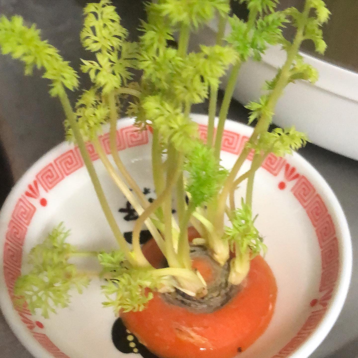 本日は少し早めにオープンしております(●︎´▽︎`●︎) こちらはすくすく育った人参の葉っぱ。 #オタクバー