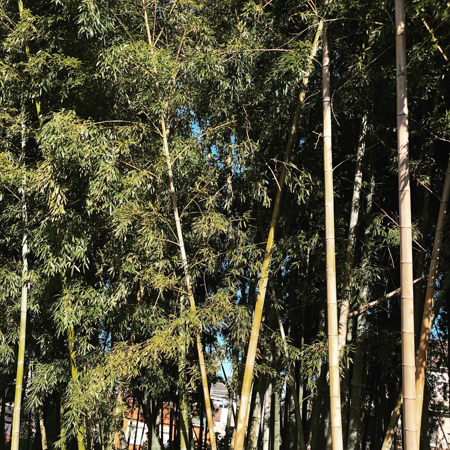 本日もOPEN致しました(●︎´▽︎`●︎)19時〜22時までの営業ですが元気にお待ちしております #オタクバー