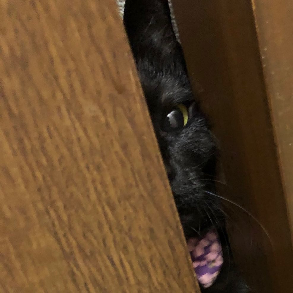 本日もOPEN致しました٩(。•ω•。*)و こちらは扉越しの妖怪猫 #オタクバー