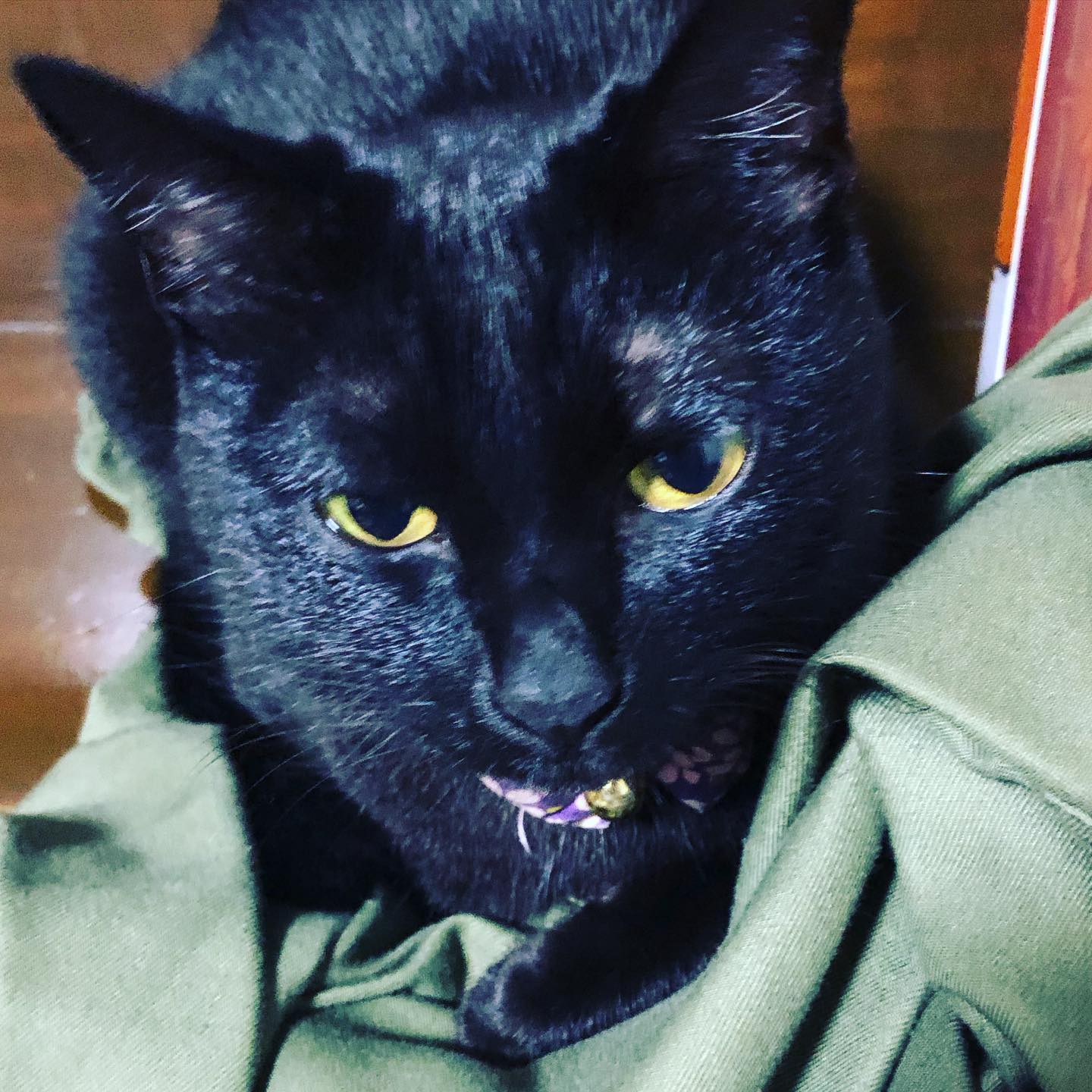 本日もオープン致しました⸂⸂⸜⸝⸃⸃ #オタクバー